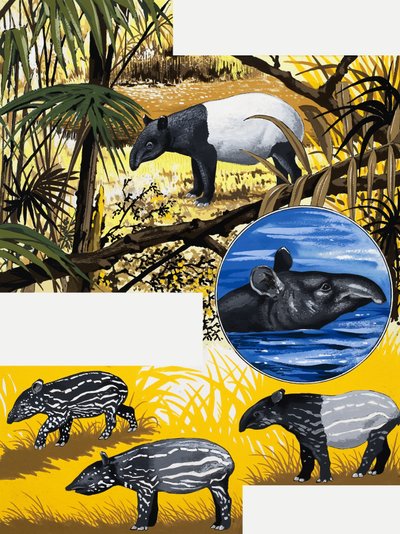 De tapir door English School