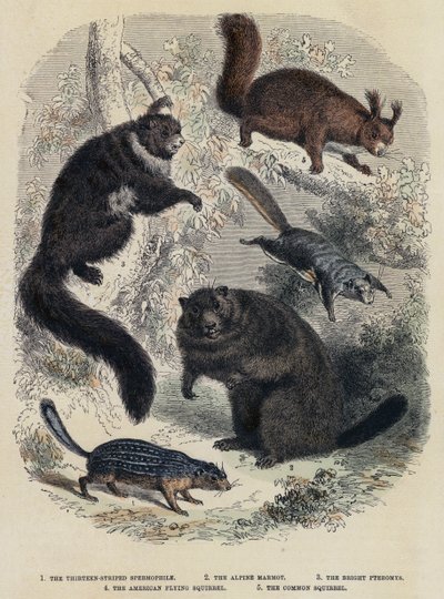 De dertien-strepige spermofoor, de Alpenmarmot, de heldere pteromys, de Amerikaanse vliegende eekhoorn, de gewone eekhoorn door English School