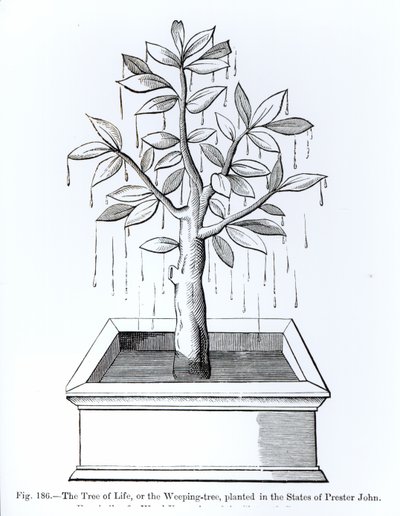 De Boom des Levens, of de Treurboom, geplant in de Staten van Prester John, illustratie uit Wetenschap en Literatuur in de Middeleeuwen en de Renaissance, geschreven en gegraveerd door Paul Lacroix, 187 door English School