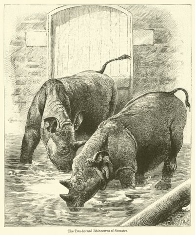 De Tweehornige Neushoorn van Sumatra door English School