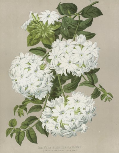 De Zeer Slanke Jasmijn, Jasminum Gracillimum door English School