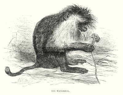 The Wanderoo (engraving) door English School