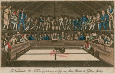 The Westminster Pit: Een gevecht tussen een hond en Jacco Macacco, de vechtende aap door English School