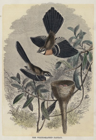 De Witte-Shafted Fantail door English School