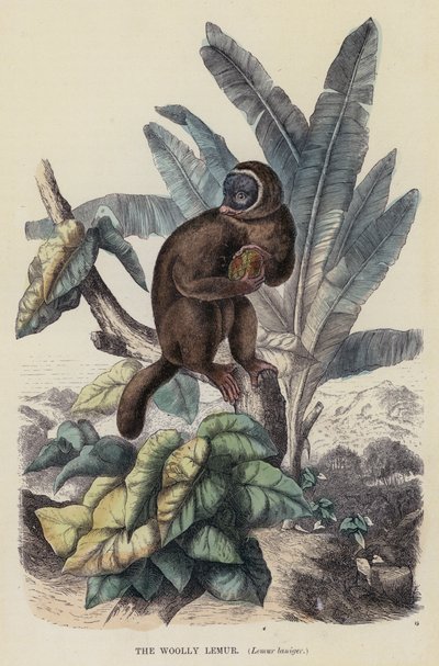 De wollige maki, Lemur laniger door English School