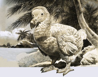 De Wereld van de Natuur: De Mysterie Vogel van Mauritius (De Dodo) door English School