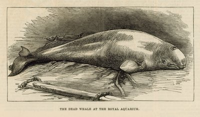 De dode walvis in het Royal Aquarium door English School