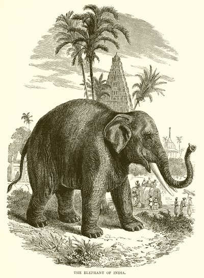 De olifant van India door English School