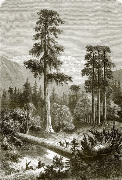 De grote pijnbomen van Sonora door English School