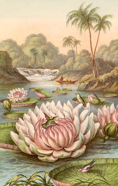 De grote waterlelie, Victoria Regia door English School