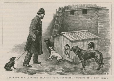 Het huis voor verloren en uitgehongerde honden door English School