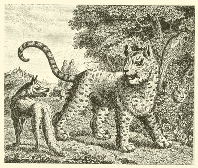 De luipaard en de vos door English School