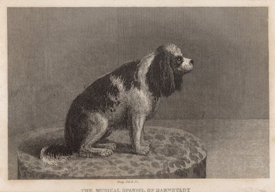 De muzikale Spaniel van Darmstadt door English School