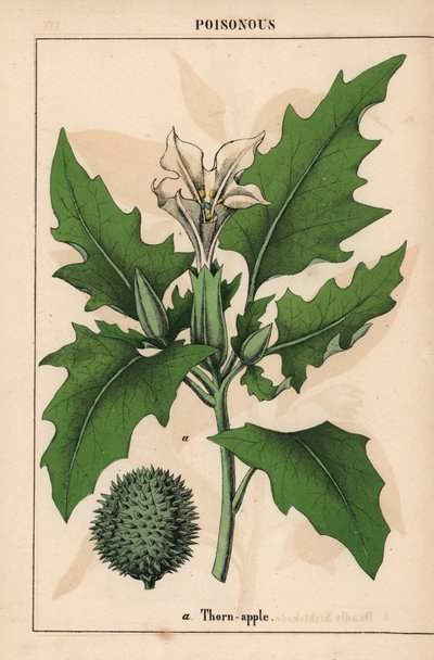 Doornappel met witte bloemen en stekelige vrucht, uit 