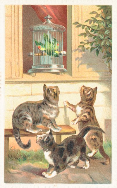 Drie katten die onder een raam zitten door English School