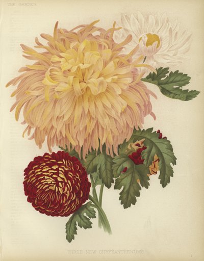Drie nieuwe chrysanten door English School