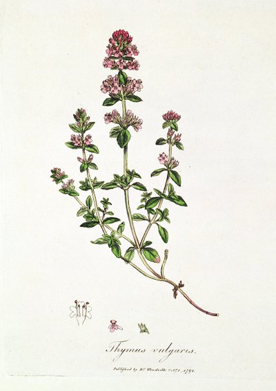 Tijm, Thymus vulgaris, gepubliceerd door Dr. Woodville door English School