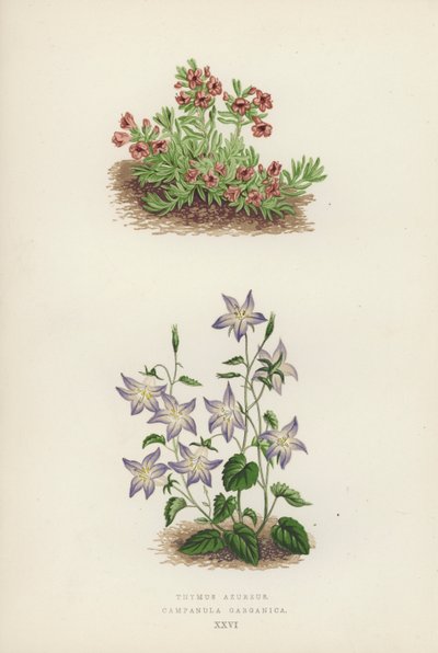 Thymus Azureus; Campanula Garganica (kleur litho) door English School