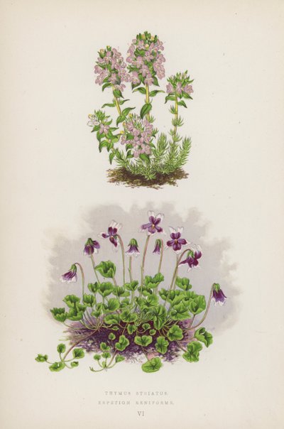 Thymus Striatus; Erpetion Reniforme (kleur litho) door English School