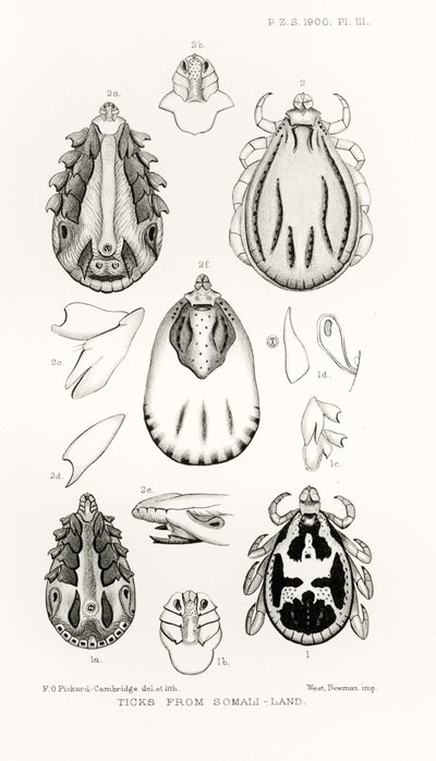 Teken uit Somalië, illustratie uit The Hope Reports, Vol. II, 1897-1900, geredigeerd door Edward B. Poulton, Oxford, 1901 door English School