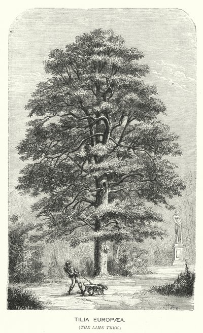 Tilia Europaea, de Linde (gravure) door English School