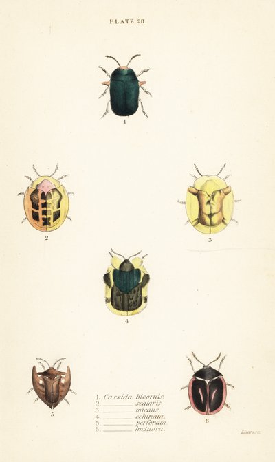 Schildpadkevers: Omocerus bicornis 1, Cassida scalaris 2, Cassida micans 3, Cassida echinata 4, Cassida perforata 5, en Cassida luctuosa 6 door English School