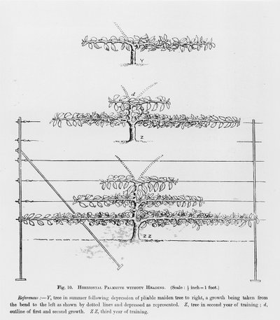 Jonge fruitbomen trainen, uit The Fruit Growers Guide door John Wright, gepubliceerd ca. 1897-1905 door English School
