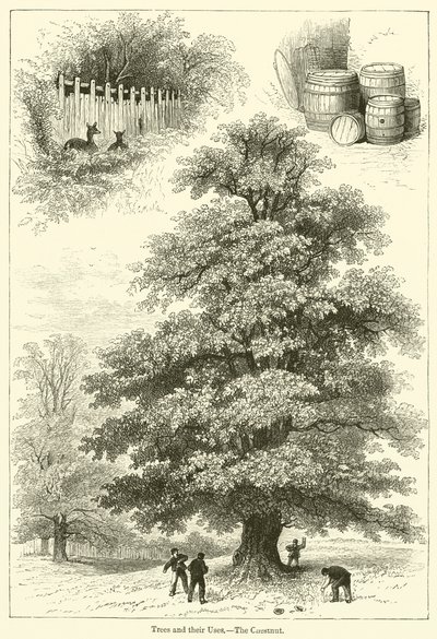 Bomen en hun gebruik, De kastanje door English School