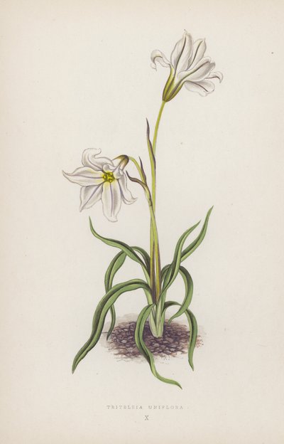 Triteleia Uniflora door English School