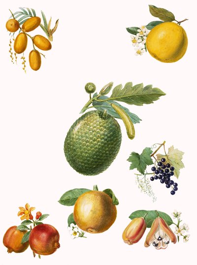 Tropisch fruit door English School
