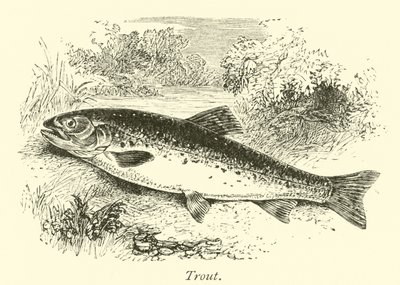 Forel door English School