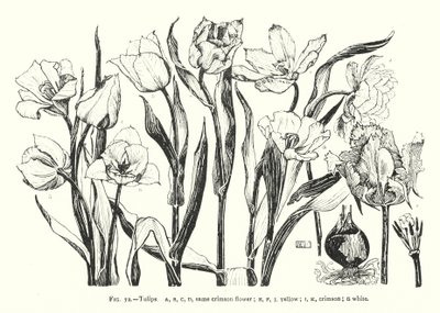 Tulpen; dezelfde karmozijnrode bloem; geel; karmozijnrood; wit door English School
