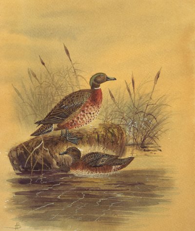 Twee Eenden bij een Rietkraag, c.1890 door English School