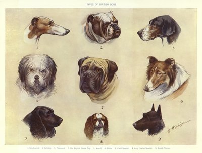 Typen van Britse honden door English School