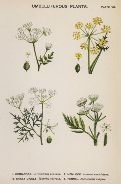 Schermbloemige Planten (kleur litho) door English School