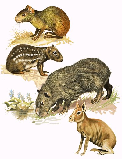 Montage van niet-geïdentificeerde dieren door English School