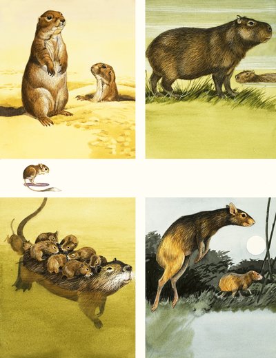 Ongeïdentificeerde dieren montage inclusief coypu door English School