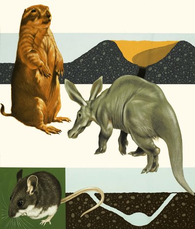 Ongeïdentificeerde dieren montage inclusief prairiehond en aardvarken door English School