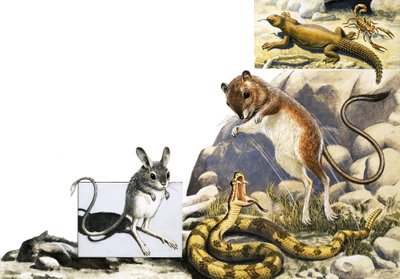 Ongeïdentificeerde dierenmontage met jerboa, slang en schorpioen door English School