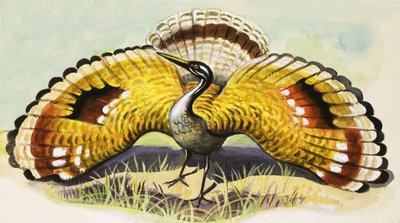 Ongeïdentificeerde Vogel door English School