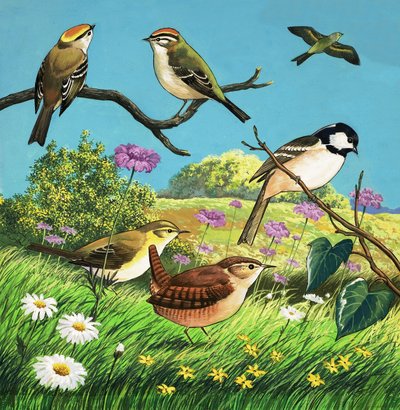 Ongeïdentificeerde vogels montage door English School