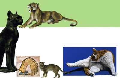Ongeïdentificeerde katten door de eeuwen heen montage door English School