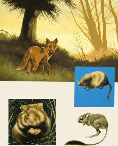 Ongeïdentificeerde montage van landdieren inclusief vos door English School