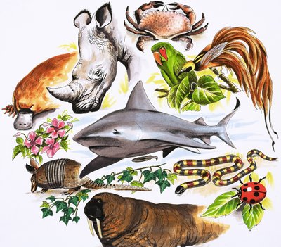 Ongeïdentificeerde montage van dieren door English School