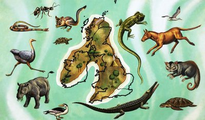 Ongeïdentificeerde montage van dieren rond kaart van Groot-Brittannië door English School