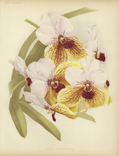 Vanda sanderiana door English School