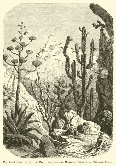 Vegetatie (Aloë
