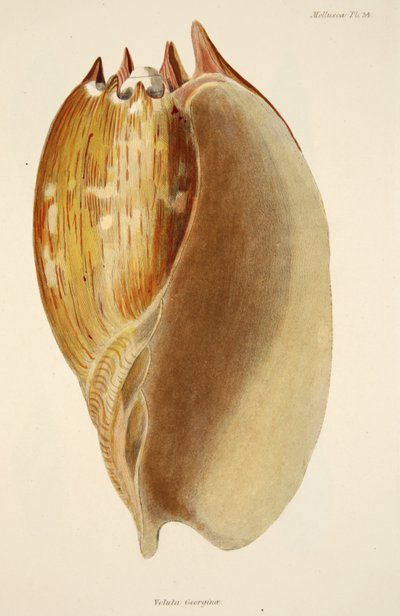 Veluta Georgina, uit De Mollusca en Radiata, uitgegeven 1833 door English School