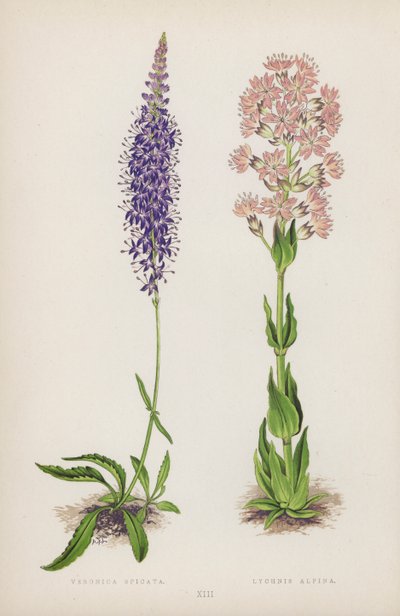 Veronica Spicata; Lychnis Alpina door English School