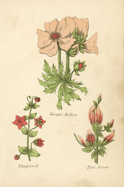 Verbena Malva, Pimpernel, Rust Pijl door English School